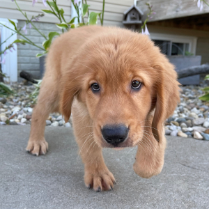 Golden Retriever Puppy Tracey