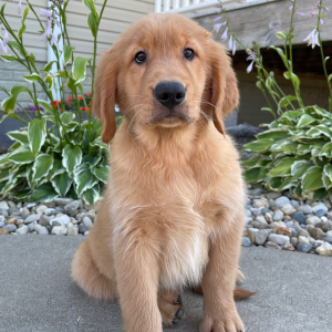Golden Retriever Puppy Tracey