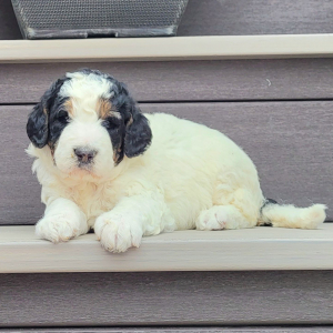 Bernedoodle Puppy Autumn