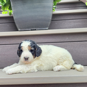 Bernedoodle Puppy Autumn