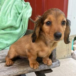Dachshund Puppy Katie