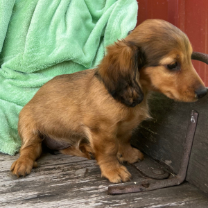 Dachshund Puppy Katie