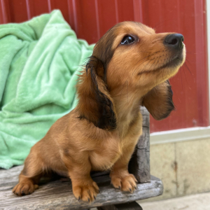 Dachshund Puppy Katie