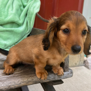 Dachshund Puppy Katie