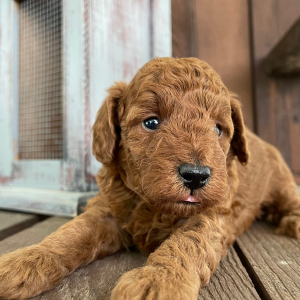 Poodle Puppy Evan