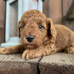 Poodle Puppy Evan