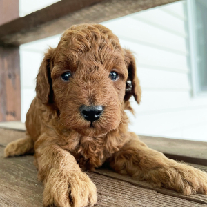 Poodle Puppy Evan