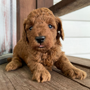Poodle Puppy Evan