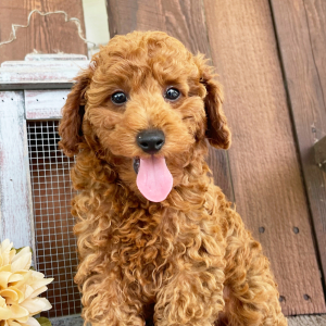 Poodle Puppy Evan