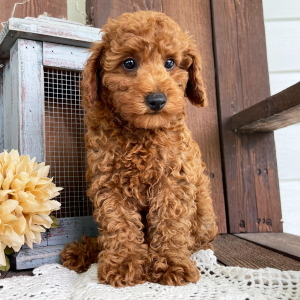 Poodle Puppy Evan