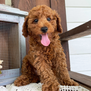 Poodle Puppy Evan