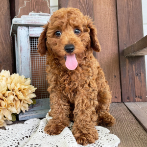 Poodle Puppy Evan