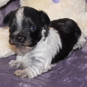 Miniature Schnauzer Puppy Major