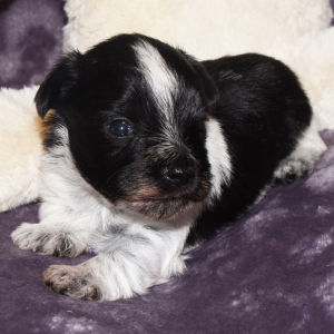 Miniature Schnauzer Puppy Major