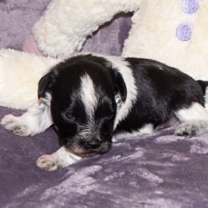 Miniature Schnauzer Puppy Major