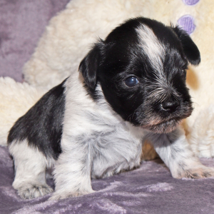 Miniature Schnauzer Puppy Major