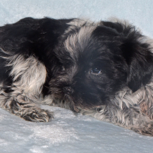 Miniature Schnauzer Puppy Major