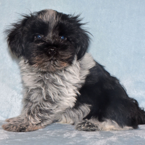 Miniature Schnauzer Puppy Major