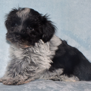 Miniature Schnauzer Puppy Major