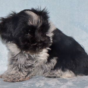 Miniature Schnauzer Puppy Major