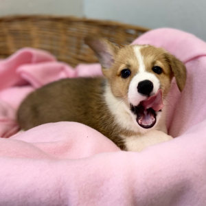 Pembroke Welsh Corgi Puppy Denby
