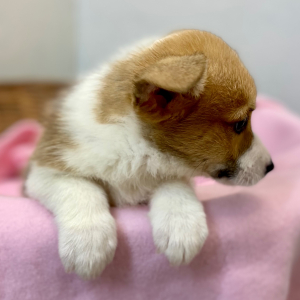 Pembroke Welsh Corgi Puppy Denby