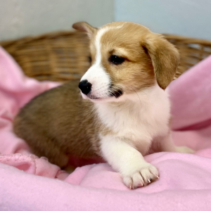 Pembroke Welsh Corgi Puppy Denby