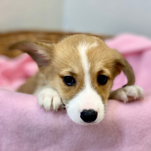 Pembroke Welsh Corgi Puppy Denby