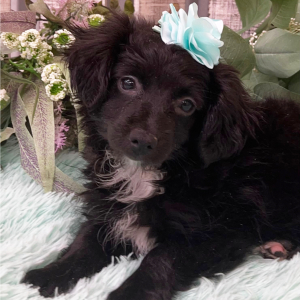 Pomapoo Puppy Bianca