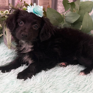 Pomapoo Puppy Bianca