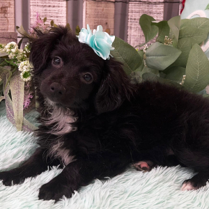 Pomapoo Puppy Bianca