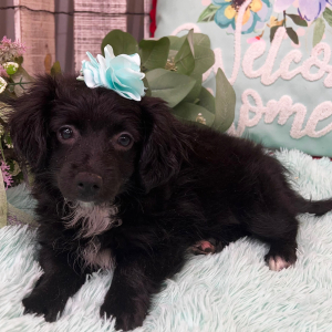 Pomapoo Puppy Bianca