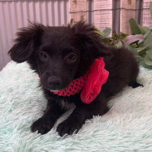 Pomapoo Puppy Bianca