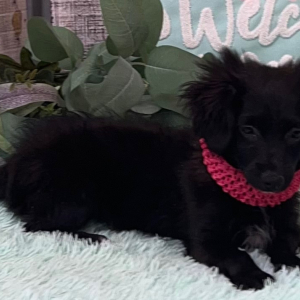 Pomapoo Puppy Bianca