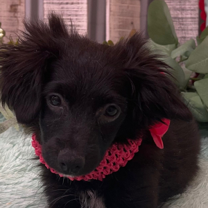 Pomapoo Puppy Bianca