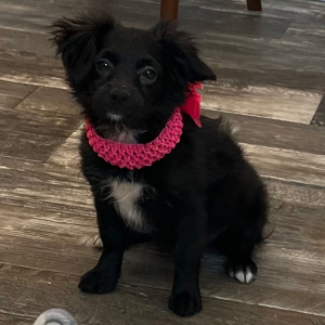 Pomapoo Puppy Bianca