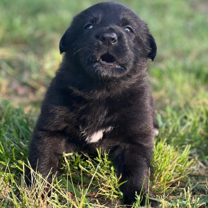 German Shepherd Dog Puppy Ace