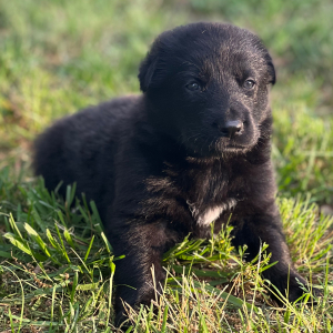 German Shepherd Dog Puppy Ace