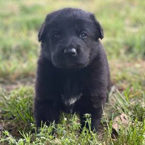 German Shepherd Dog Puppy Ace