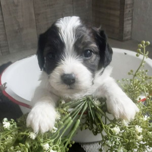Cavachon Puppy Forest