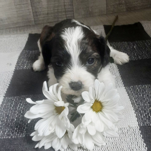 Cavachon Puppy Forest