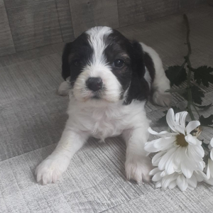 Cavachon Puppy Forest