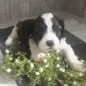 Cavachon Puppy Forest