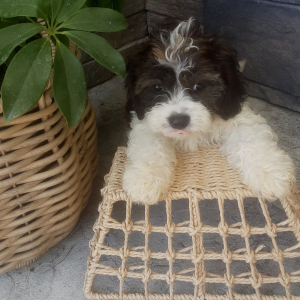 Cavachon Puppy Forest