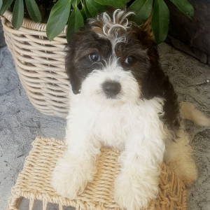 Cavachon Puppy Forest