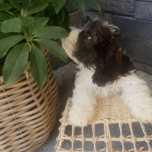 Cavachon Puppy Forest