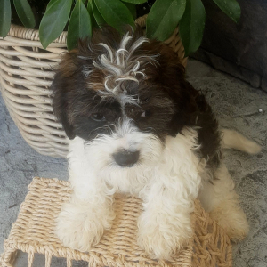 Cavachon Puppy Forest