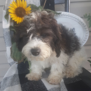 Cavachon Puppy Forest