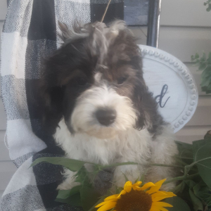 Cavachon Puppy Forest