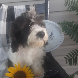Cavachon Puppy Forest